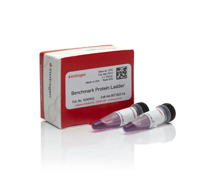 Protein Molecular Weight Marker