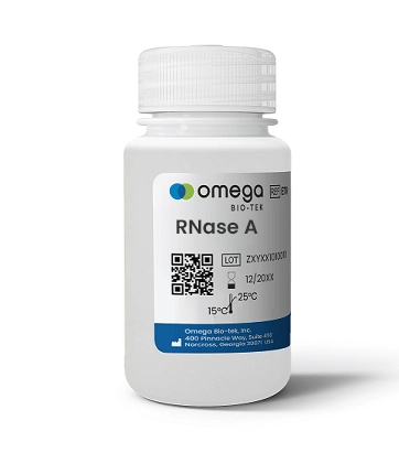 RNase A
