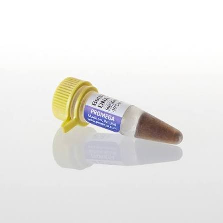 DNA Markers